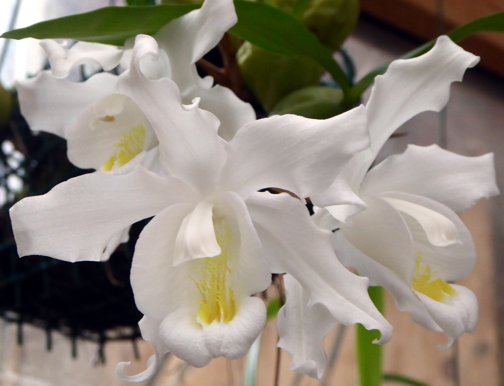 orchid